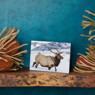 Plaque Photo Bull Elk   Wyoming