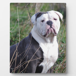 Plaque Photo Bulldog anglais