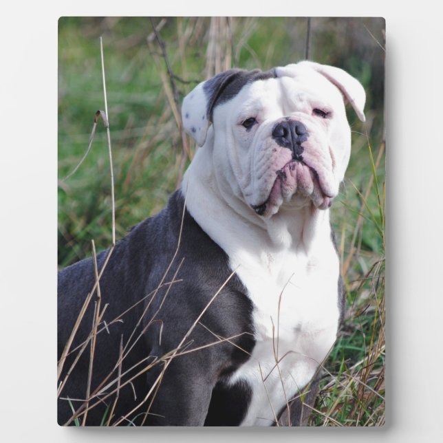 Plaque Photo Bulldog anglais (Devant)