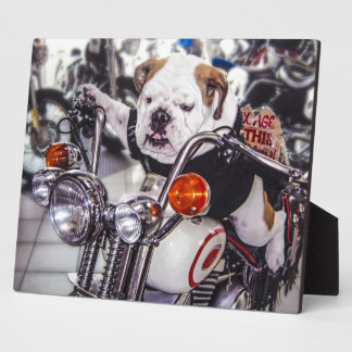 Plaque Photo Bulldog sur moto