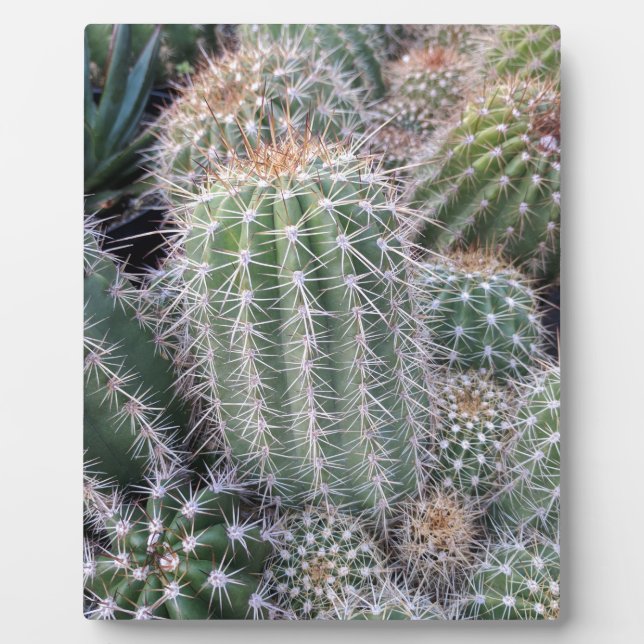 Plaque Photo Cactus (Devant)