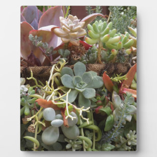 Plaque Photo Cactus multicolores
