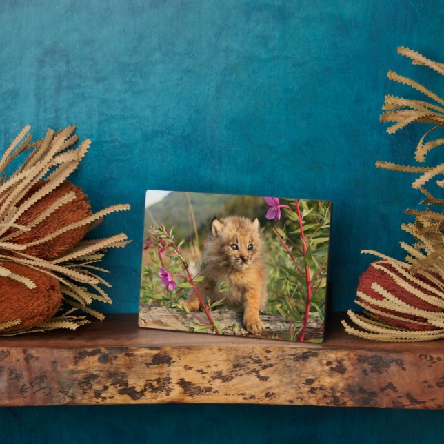 Plaque Photo Canadian Lynx Kitten, Alaska (Côté)