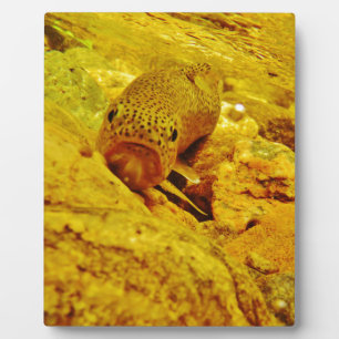 Plaque Photo Canal en flux