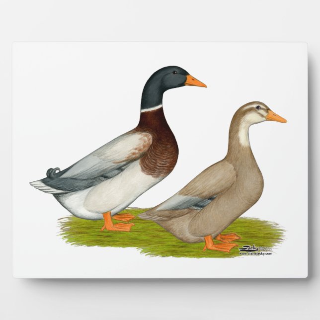 Plaque Photo Canards de Saxe (Devant)