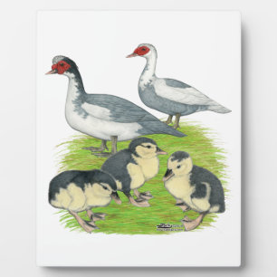 Plaque Photo Canards Famille Moscovite Pied Bleu