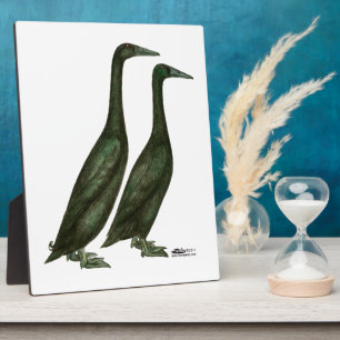 Plaque Photo Canards noirs