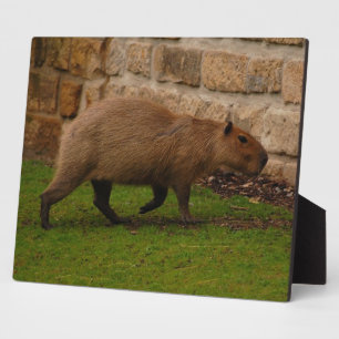 Plaque Photo capybara