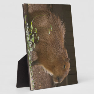 Plaque Photo Capybara