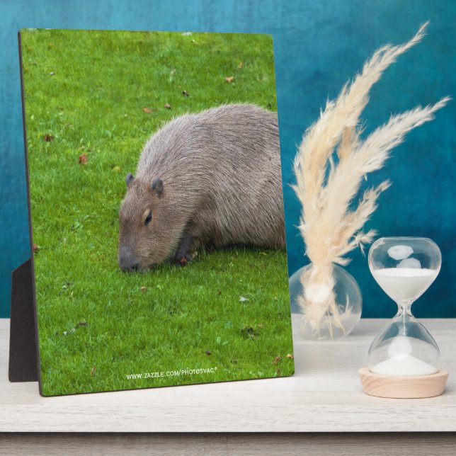 Plaque Photo Capybara Animal Incroyable (Côté)