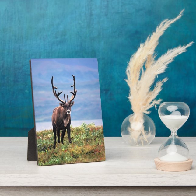 Plaque Photo Caribou ou renne | Parc national de Denali, Alaska (Côté)