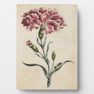 Plaque Photo Carnation végétale vintage