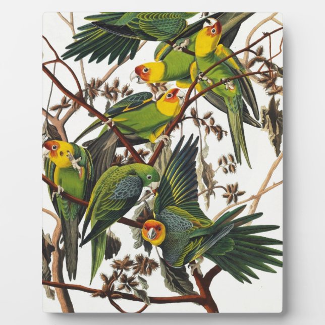 Plaque Photo Carolina Parrot - John James Audubon (1827-1838) (Devant)