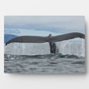 Plaque Photo Cascade