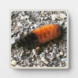 Plaque Photo Caterpillar d'ours laineux