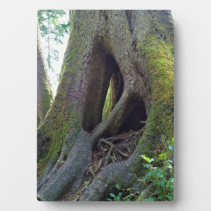 Plaque Photo Cathédrale Arbre, Astoria, Oregon