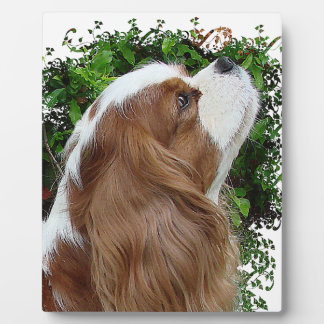 Plaque Photo Cavalier King Charles Spaniel