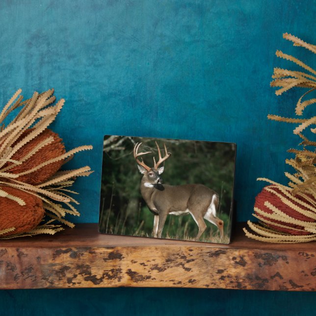 Plaque Photo Cerf à queue blanche | Tennessee (Côté)
