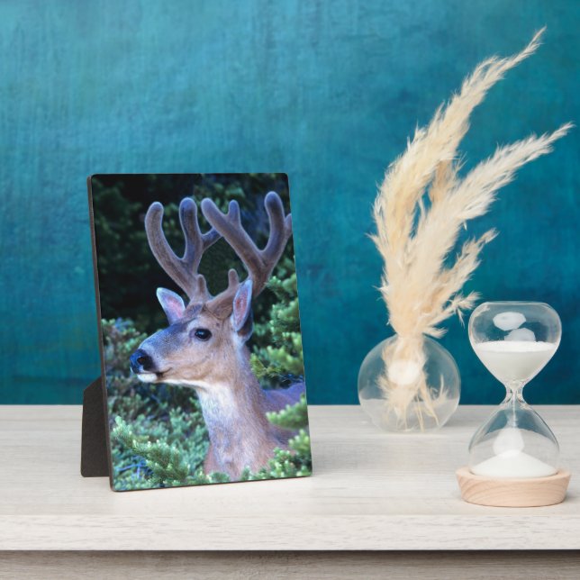 Plaque Photo Cerf à queue noire | Parc national olympique (Côté)