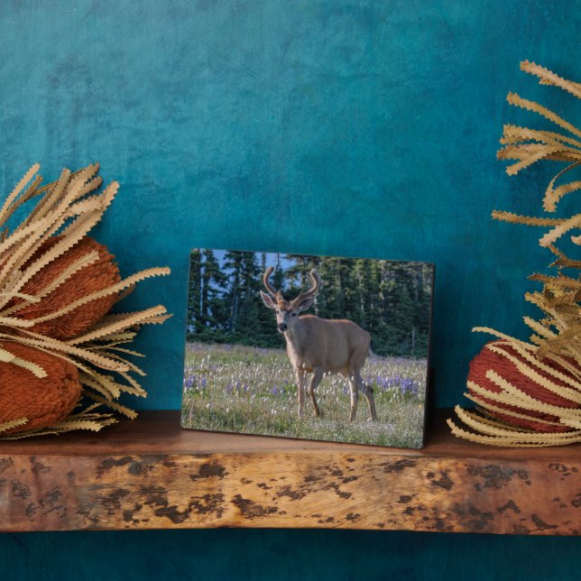 Plaque Photo Cerf Blacktail Buck | Parc national Olympique (Côté)