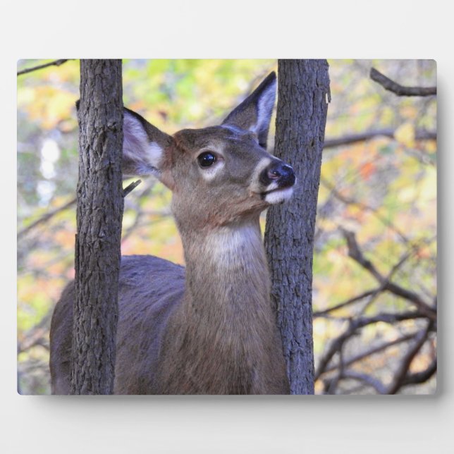 Plaque Photo Cerf sympa dans les bois (Devant)