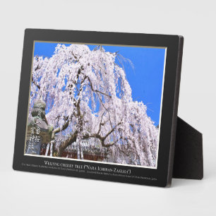 Plaque Photo Cerisier pleureur ("Nara Ichiban-Zakura")