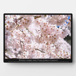 Plaque Photo Cerisier pleureur ("Nara Ichiban-Zakura")