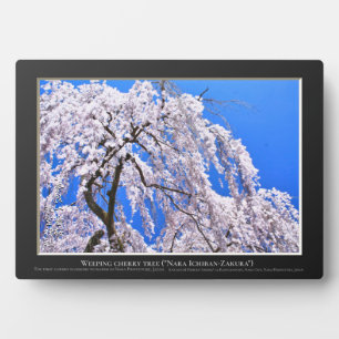 Plaque Photo Cerisier pleureur ("Nara Ichiban-Zakura")