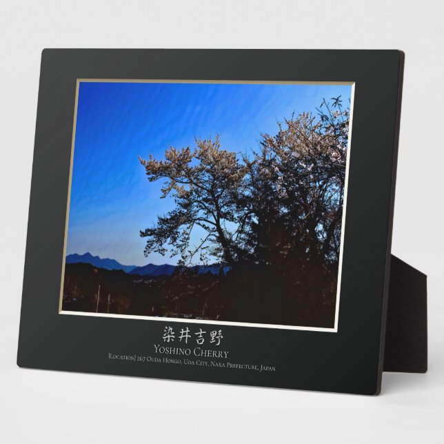 Plaque Photo Cerisier Yoshino (Côté)