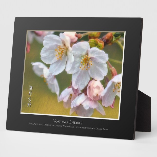 Plaque Photo Cerisier Yoshino (Côté)