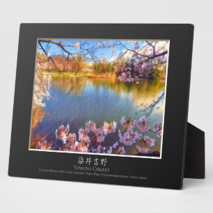 Plaque Photo Cerisier Yoshino