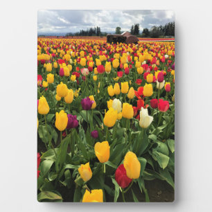 Plaque Photo Champ de tulipe avec ancien tracteur, Oregon
