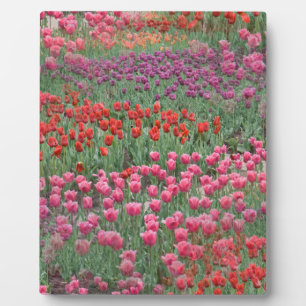 Plaque Photo Champ De Tulipes