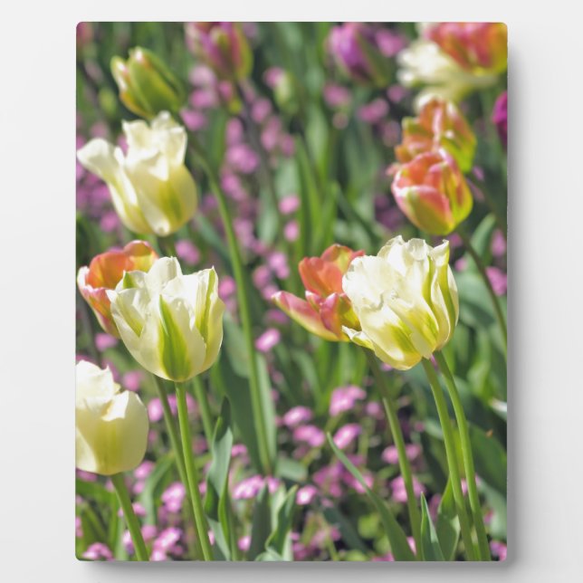 Plaque Photo Champ de tulipes (Devant)