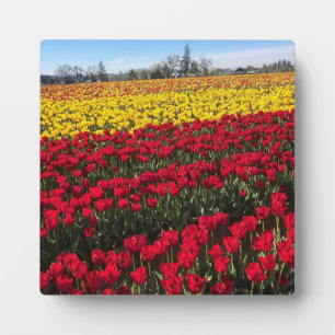 Plaque Photo Champ de tulipes rouge et jaune