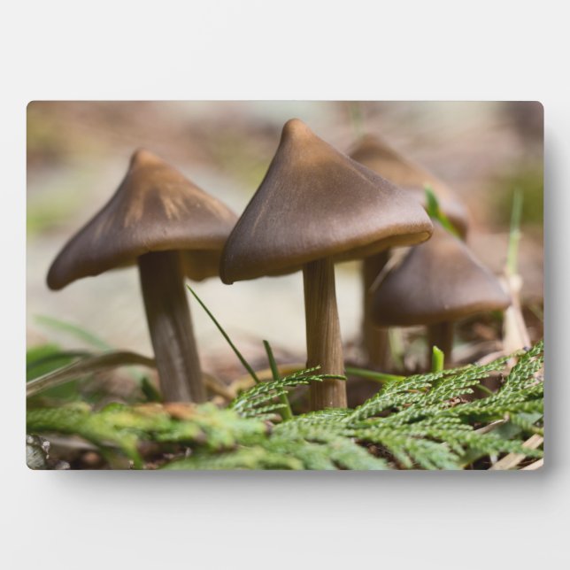 Plaque Photo Champignons dans le bloc photo de la forêt (Devant)