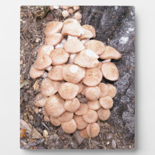 Plaque Photo champignons sans anneau