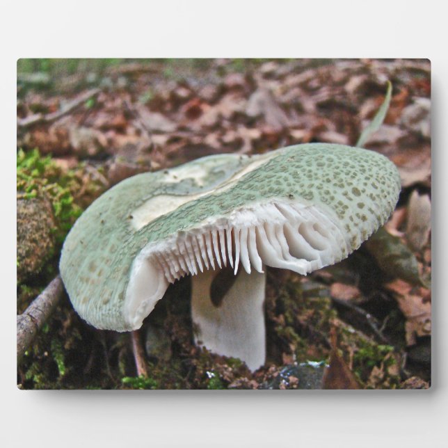 Plaque Photo Champignons verts - Russula crusosa (Devant)