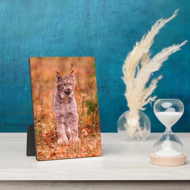 Plaque Photo Chasse Bobcat | Forêt d'automne (Côté)