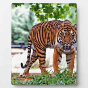 Plaque Photo chat à motif tigre personnalisé Anniversaires