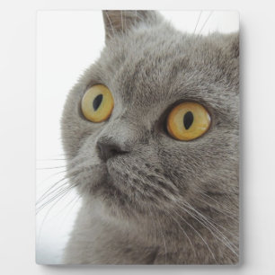 Plaque Photo Chat Animal De Compagnie Grincheux Froncement De S