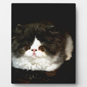 Plaque Photo Chat chaton blanc noir mignon