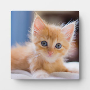 Plaque Photo Chat mignonne aux yeux bleus