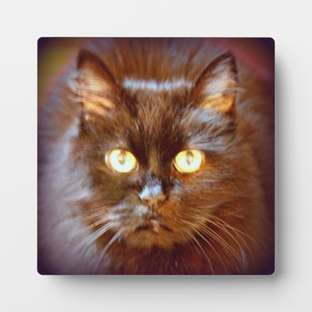 Plaque Photo chat noir (Devant)