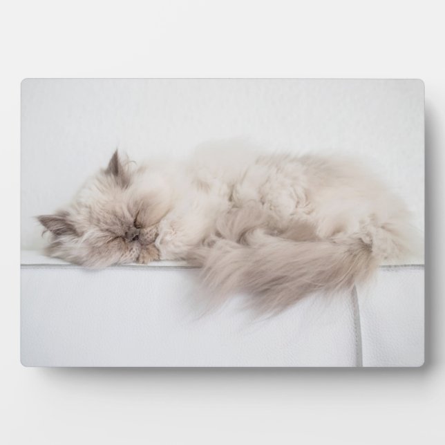 Plaque Photo Chat perse (Devant)