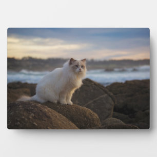 Plaque Photo Chat Ragdoll À La Plage