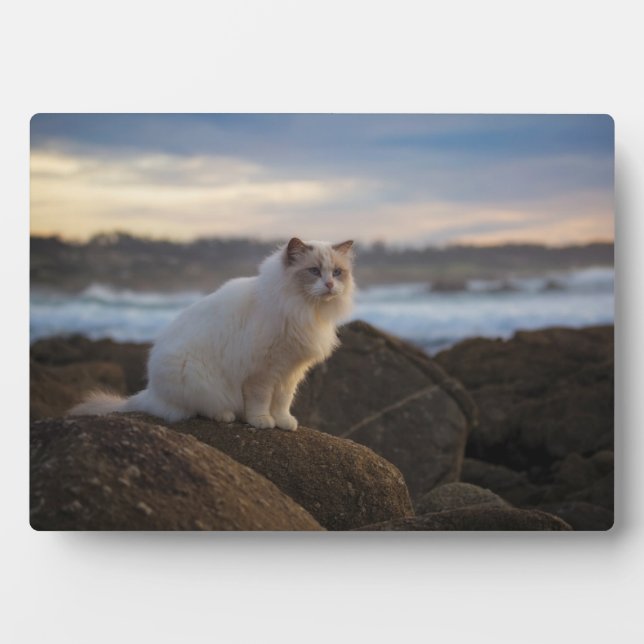 Plaque Photo Chat Ragdoll À La Plage (Devant)