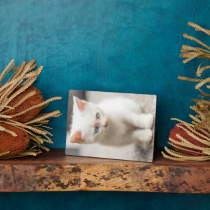 Plaque Photo Chaton blanc