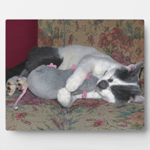 Plaque Photo Chaton couchant
