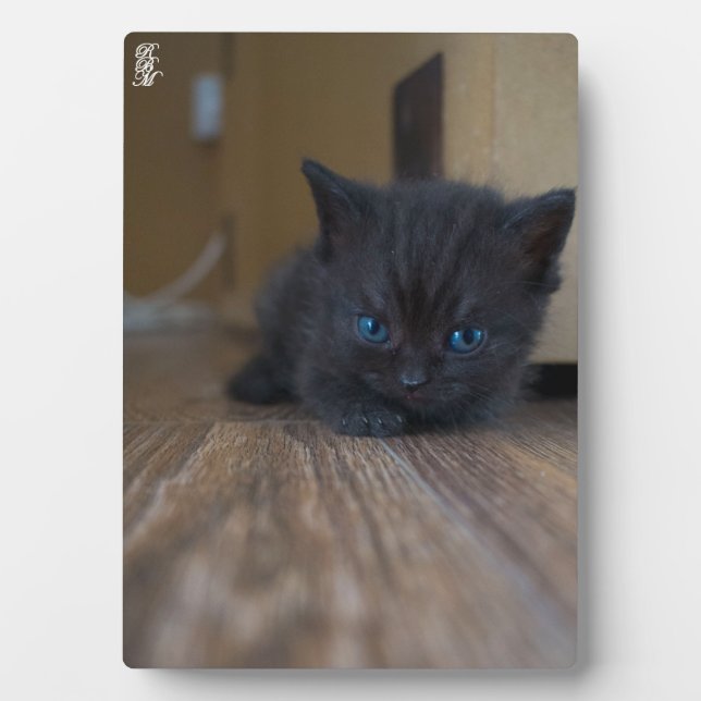 Plaque Photo Chaton noir (Devant)